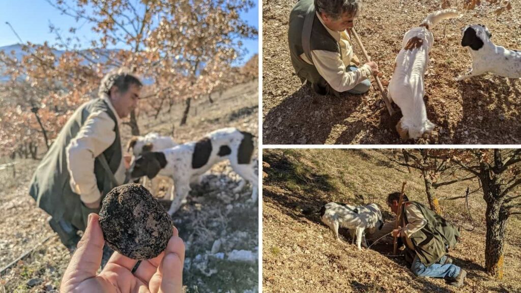 cava del tartufo nero pregiato di norcia